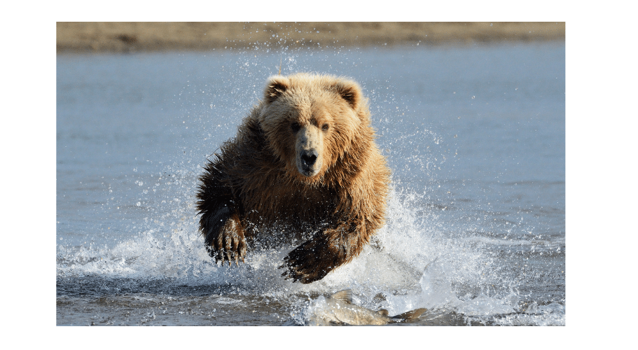 Q2 2022 | Grin and Bear It